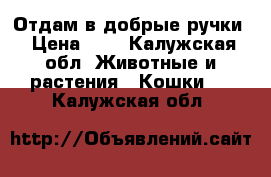 Отдам в добрые ручки › Цена ­ 1 - Калужская обл. Животные и растения » Кошки   . Калужская обл.